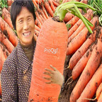 19usd Ngryise 3000Pcs A Set giant Daucus carota seed