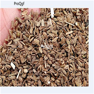 19usd Ngryise 3000Pcs A Set giant Daucus carota seed