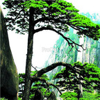 19usd Ngryise 3000Pcs A Set anhui huangshan The Pine Greeting Guests  seed