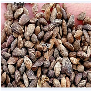 19usd Ngryise 3000Pcs A Set anhui huangshan The Pine Greeting Guests  seed