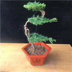 Ngryise 2Pcs A Set anhui huangshan The Pine Greeting Guests  plant