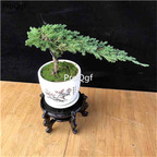 29usd Ngryise 2Pcs A Set Sabina procumbens plant