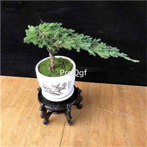 29usd Ngryise 2Pcs A Set Sabina procumbens plant