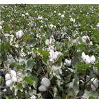19usd Ngryise 500Pcs A Set cotton tree seed