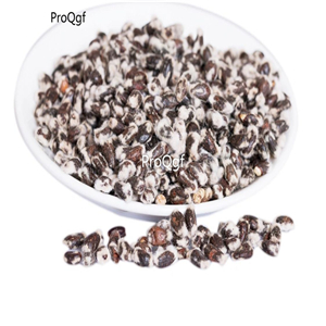 19usd Ngryise 500Pcs A Set cotton tree seed