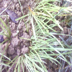 19usd ngryise 500pcs   Acorus gramineus seed