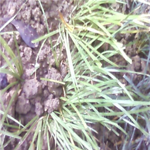 19usd ngryise 500pcs   Acorus gramineus seed