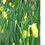19usd ngryise 500pcs Iris ensataThunb seed