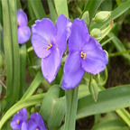 19usd ngryise 500pcs Tradescantia ohiensis seed