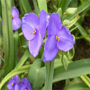 19usd ngryise 500pcs Tradescantia ohiensis seed