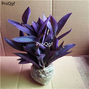 25usd Ngryise 5Pcs A Set Tradescantia pallida plant