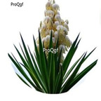 19usd Prodgf 300Pcs A Set YUCCA SCHIDIGERA seed
