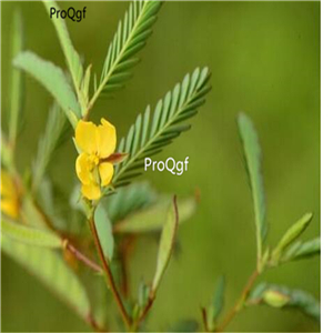 18usd Prodgf 100Pcs A Set Cassia Nomame seed