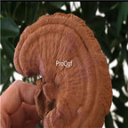 29usd Prodgf 500Gram A Set Reishi Mushroom Ganoderma Lucidum