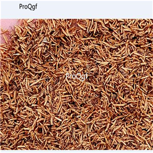 18usd Prodgf 500Pcs A Set Ampelopsis Grossede seed