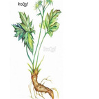 19usd Prodgf 500Pcs A Set Coptis chinensis seed