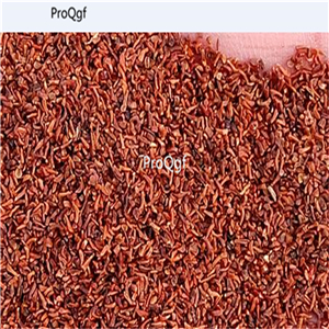 19usd Prodgf 500Pcs A Set Coptis chinensis seed