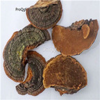 19usd Prodgf  250Gram A Set Phellinus Linteus