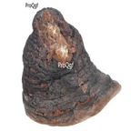 19usd ngryise 500pcs Phellinus Linteus  seed