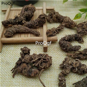 19usd Prodgf  250Gram A Set Rhizome Valeriana