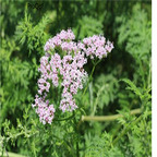 19usd ngryise 500pcs Valeriana officinalis  seed