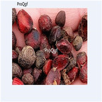 19usd Prodgf 500Pcs A Set Flose Magnolia Denudata seed