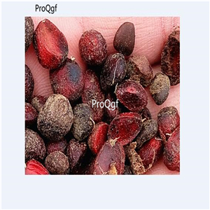 19usd Prodgf 500Pcs A Set Flose Magnolia Denudata seed