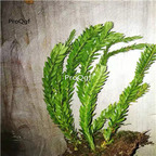 29usd Prodgf 2Pcs A Set Herba Huperzia Serrata plant