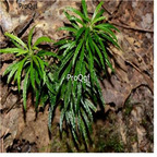 19usd Prodgf 500Pcs A Set Herba Huperzia Serrata seed