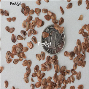 19usd Prodgf 500Pcs A Set Herba Huperzia Serrata seed