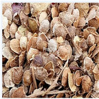 19usd Prodgf 2500Pcs A Set CORTEX AILANTHI Ailanthus Altissima seed