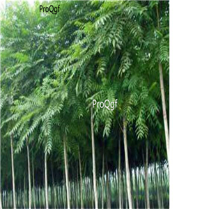 19usd Prodgf 2500Pcs A Set CORTEX AILANTHI Ailanthus Altissima seed