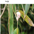 19usd Prodgf 500Pcs A Set Concretio Bambusae Silicea Bamboo Sugar seed