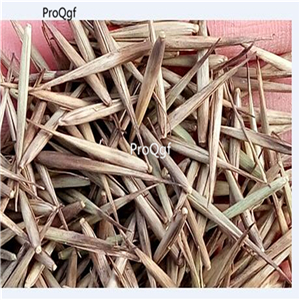 19usd Prodgf 500Pcs A Set Concretio Bambusae Silicea Bamboo Sugar seed