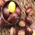 19usd Ngryise 60Pcs A Set Castanea mollissima  seed