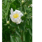 19usd Ngryise 500Pcs A Set Radix Paeoniae seed