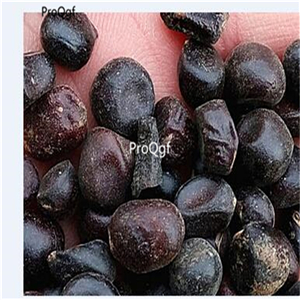 19usd Ngryise 500Pcs A Set Radix Paeoniae seed