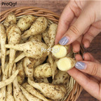 19usd Ngryise 30Pcs A Set Ginger Root  Zingiber Officinale bulb