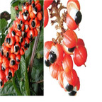 19usd Ngryise 500Pcs A Set Paullina Cupana wuhuanzi seed