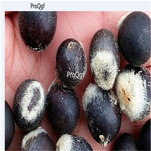 19usd Ngryise 500Pcs A Set Paullina Cupana wuhuanzi seed