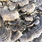 19usd Ngryise 250Gram A Set Coriolus Versicolor Mushroom
