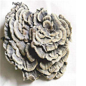 19usd Ngryise 500pcs A Set Coriolus Versicolor Mushroom seed