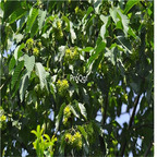 19usd Prodgf 500Pcs A Set Camptotheca acuminata seed