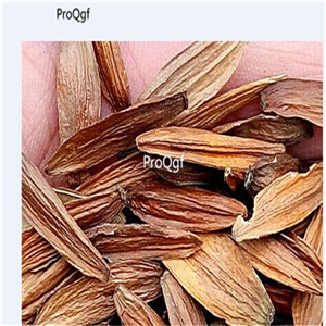 19usd Prodgf 500Pcs A Set Camptotheca acuminata seed