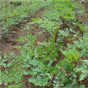 19usd Prodgf 2000Pcs A Set Angelica Sinensis Semilla seed