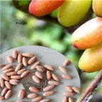 19usd Prodgf 500Pcs A Set Cornus Officinalis seed
