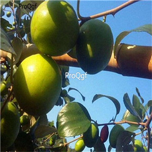 19usd Prodgf 300Pcs A Set Green Date Palm Fruit Tree  Zizyphus Mauritiana  seed