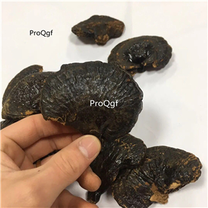 19usd Prodgf 20Pcs A Set Reishi Mushroom Slices Ganoderma Lucidum