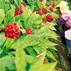 19usd Prodgf 500Pcs A Set Korean Ginseng Semilla seed