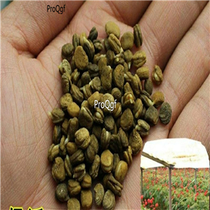19usd Prodgf 500Pcs A Set Korean Ginseng Semilla seed